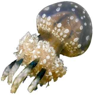 Jellyfish